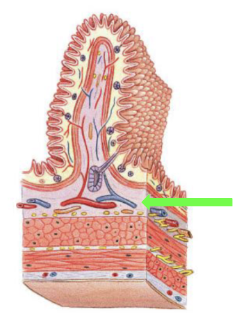 <p>Submucosa </p>