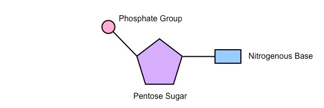<p>5-carbon pentose sugar (deoxyribose or ribose), nitrogenous base attached to 1’ carbon, phosphate group</p>