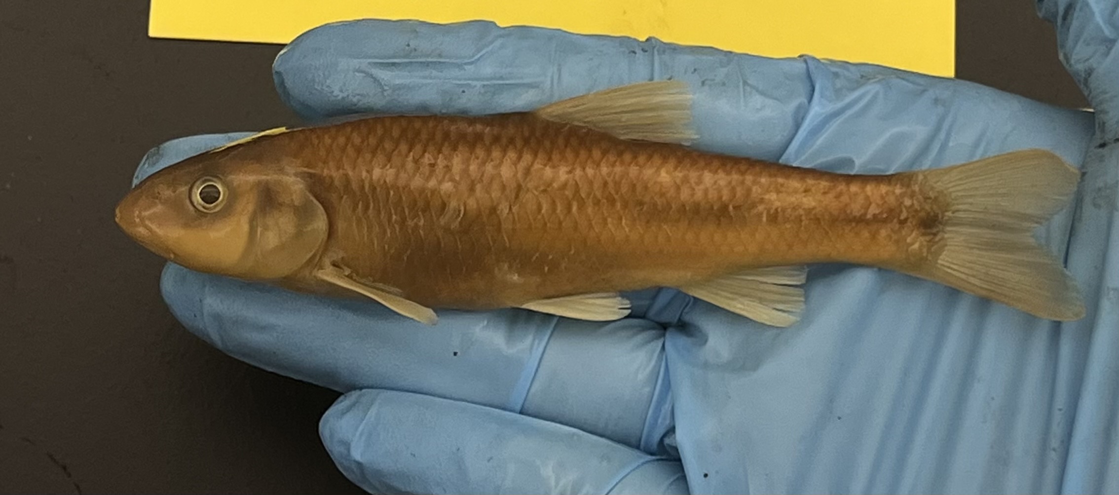 <p>Bluehead Chub</p>