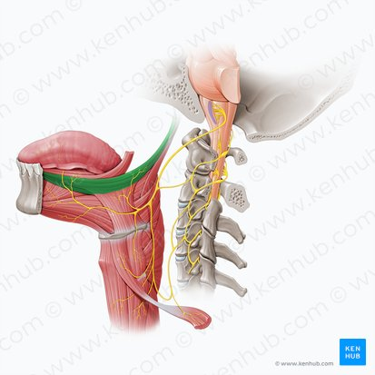 <ul><li><p>Location: Thin paired muscle on either side of oropharynx </p></li><li><p>Origin: styloid process</p></li><li><p>Insertion: side of tongue</p></li><li><p>Function: retract tongue, up &amp; backward</p></li></ul><p></p>