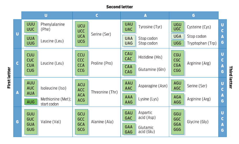 <p>Use the table above to determine which of the 20 amino acids fall into each category. “Wobble” pairings occur when multiple codons produce the same amino acid. For example, UUU and UUC both<br>code for Phenylalanine, so we would say these codons have wobble pairing in the third codon position.</p><p><span>Which amino acids have wobble pairings in the second codon position?</span></p>