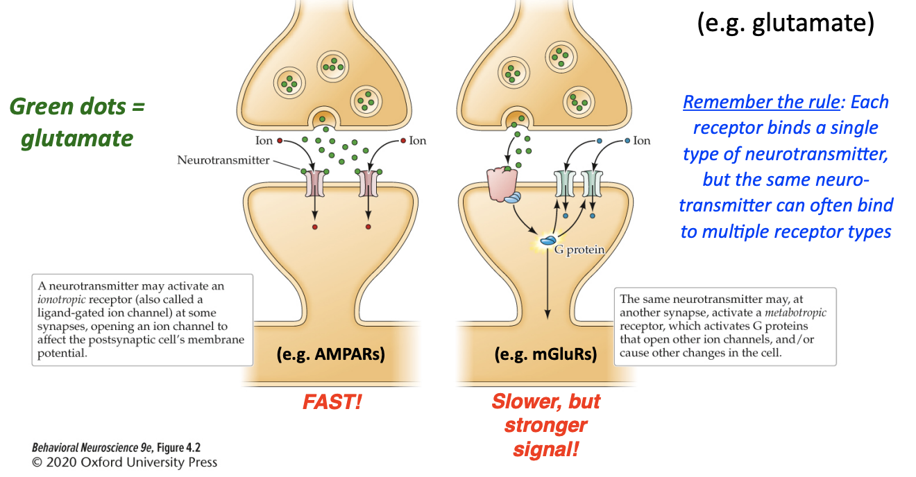 <p>activate ionotropic and metabotropic receptors, neurotransmitters are versatile—a single neurotransmitter might interact with multiple different receptor subtypes</p>