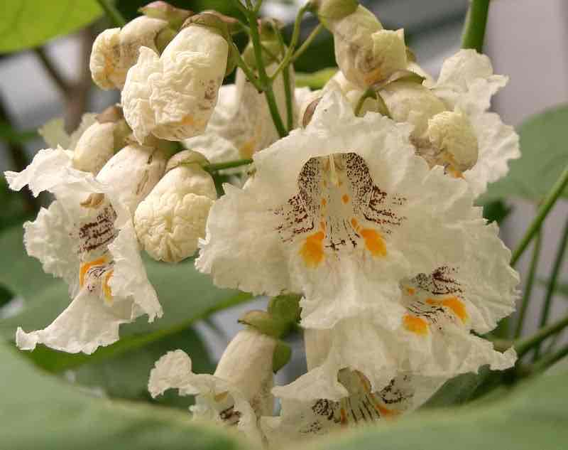 <p>Catalpa bignonioides</p>