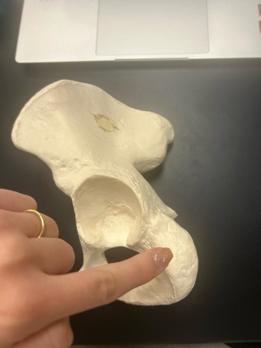 <p>name the bone</p>