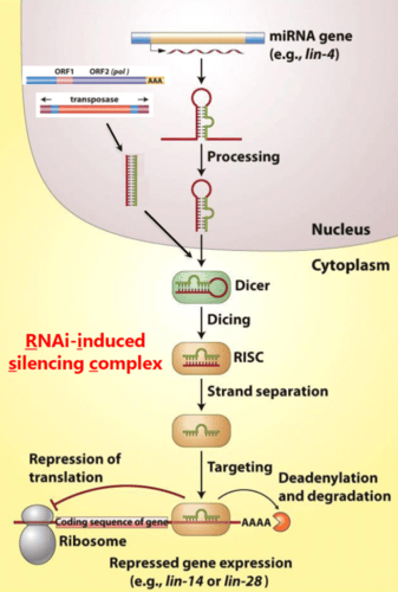 <p>silence genes at the level of transcription, preventing the production of mRNA</p>