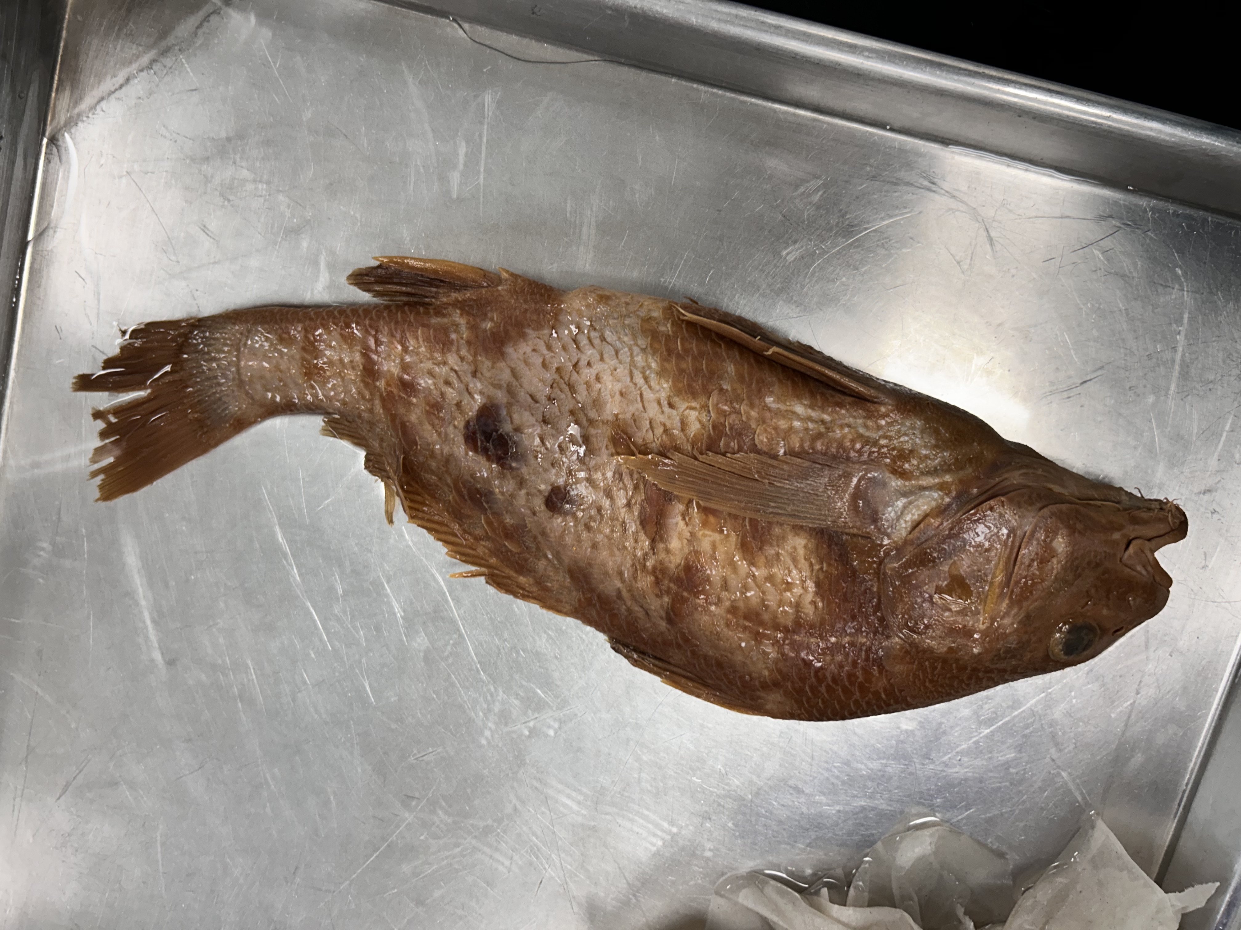 <p>black drum</p>