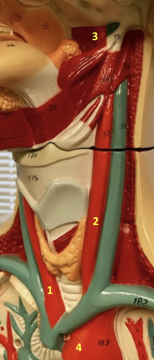 <p>Identify blood vessel 3</p>