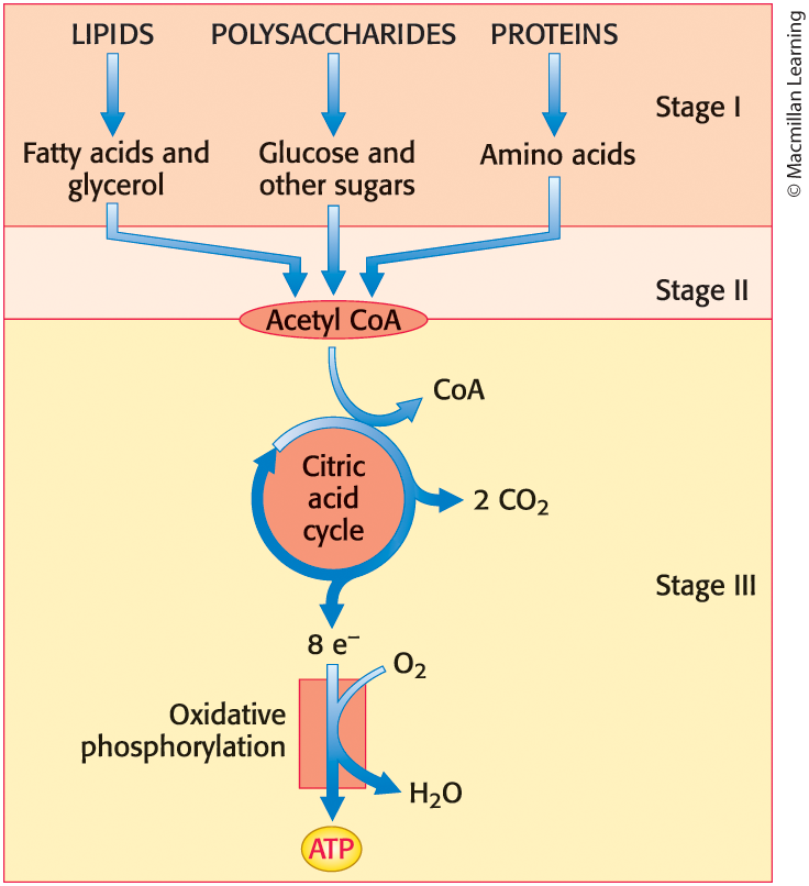 <p>By aerobic organisms </p>