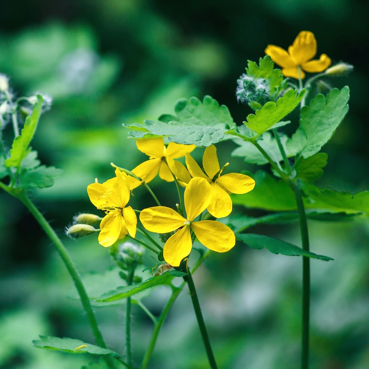 <p>Chelidonium majus - Papaveraceae</p>