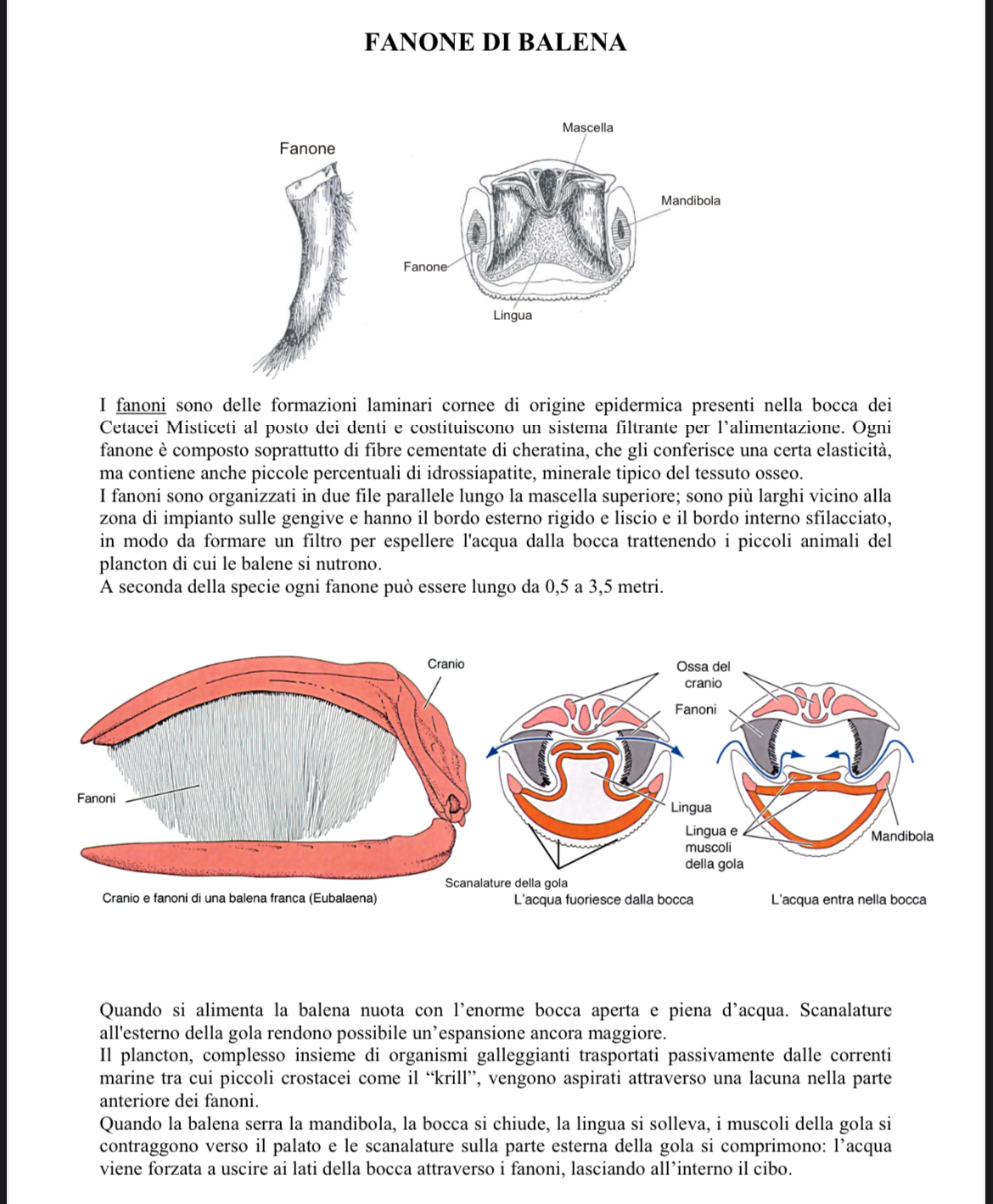 <p>Fanoni</p>
