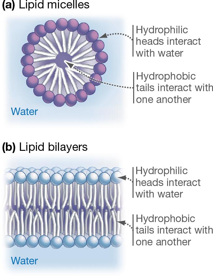 Lipids Form Micelles and Bilayers in Solution