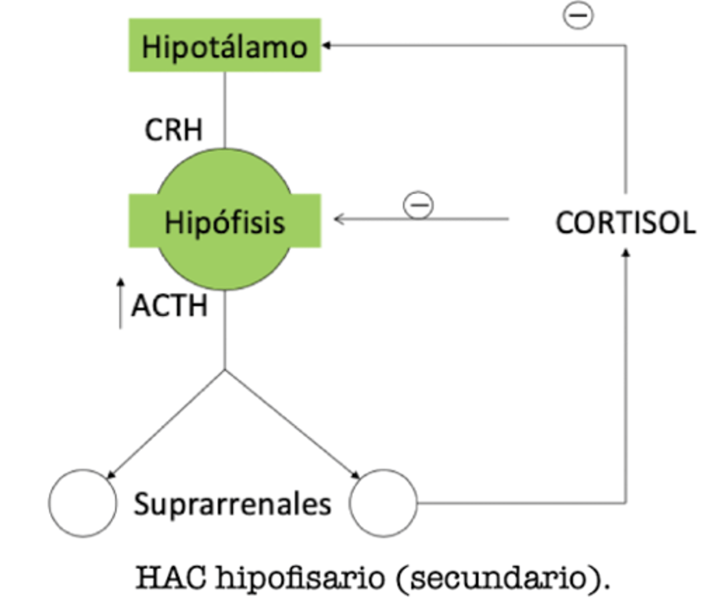 <p>HAC secundario</p>