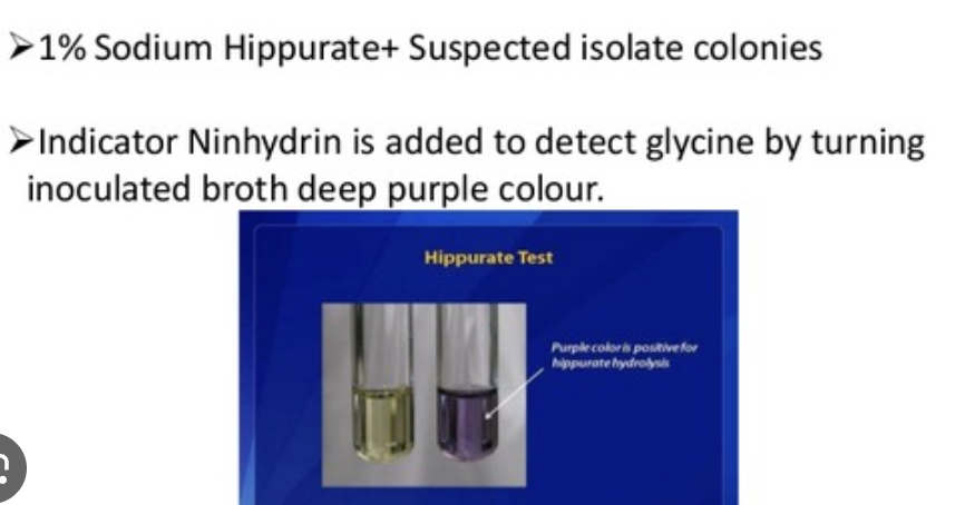 <p>Detects hippuricase (hippurate—&gt; glycine and benzoic acid)</p><p>Procedure: </p>
