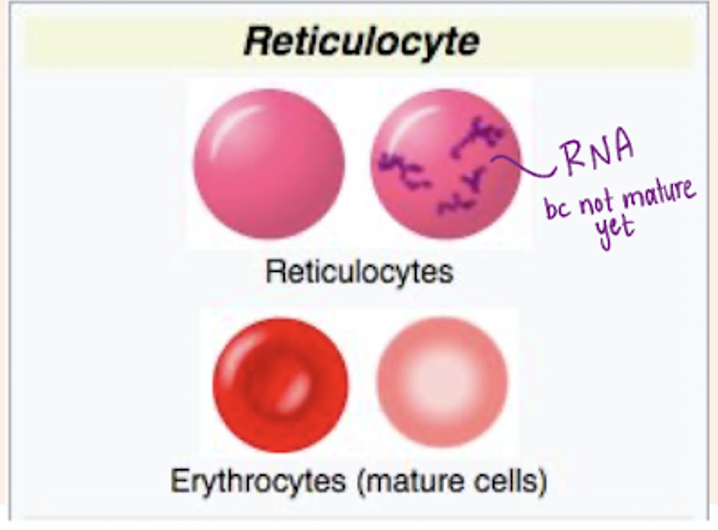 <p>It contains RNA, RNA is absorbed before maturing to a RBC.</p>