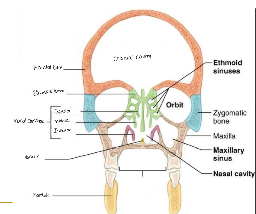 <p><br>label missing word on diagram</p>