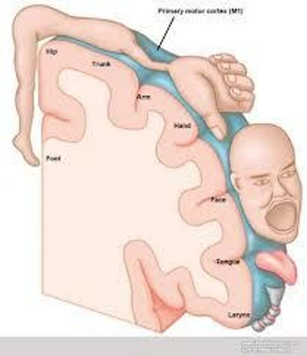 <p>The primary motor cortex receives neural motor impulses processed by the basal ganglia, cerebellum, and thalamus.</p>
