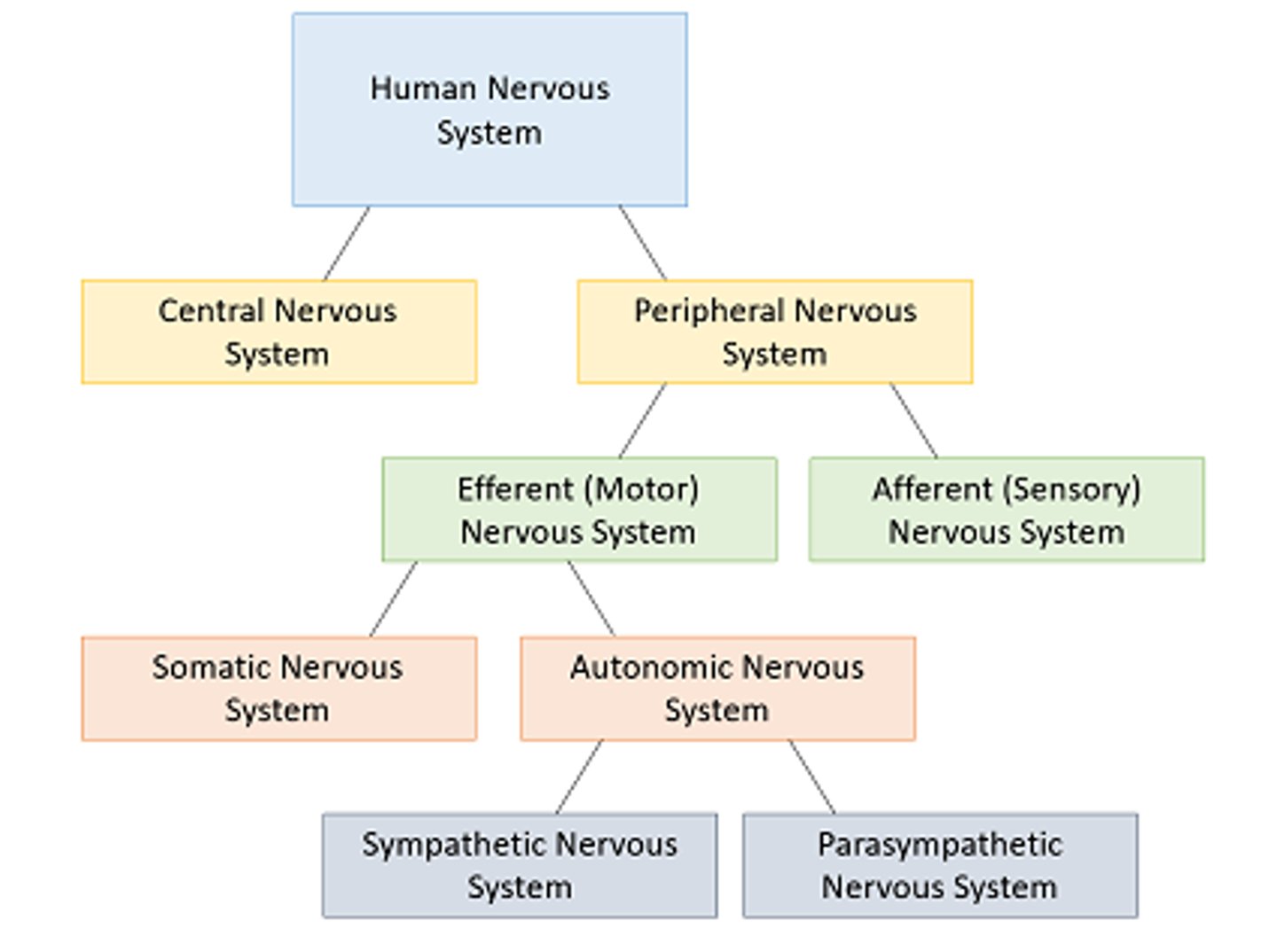 <p>the network of nerve cells and fibers that transmits nerve impulses between parts of the body.</p>