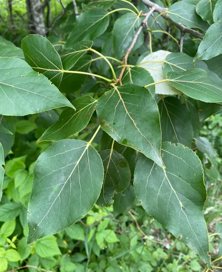 <p>Balsam Poplar </p>