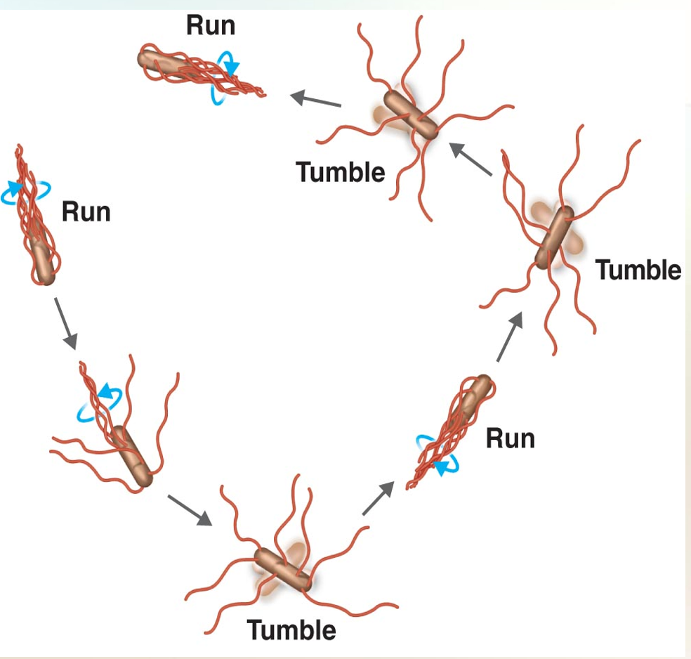 <ul><li><p>A bacterium running and tumbling. Notice that the direction of flagellar rotation (blue arrows) determines which of these movements occurs. Gray arrows indicate the direction of movement of the microbe. </p></li></ul><p></p><p></p><ul><li><p>Bacterial cells can alter the speed and direction of rotation of flagella and thus are capable of various patterns of motility, the ability of an organism to move by itself. When a bacterium moves in one direction for a length of time, the movement is called a “run” or “swim.” “Runs” are interrupted by periodic, abrupt, random changes in direction called “tumbles.” Then, a “run” resumes. “Tumbles” are caused by a reversal of flagellar rotation</p></li></ul><p></p><ul><li><p>One advantage of motility is that it enables a bacterium to move toward a favorable environment or away from an adverse one. </p></li></ul><p></p><ul><li><p>The movement of a bacterium toward or away from a particular stimulus is called taxis. Such stimuli include chemicals (chemotaxis) and light (phototaxis). Motile bacteria contain receptors in various locations, such as in or just under the cell wall. These receptors pick up chemical stimuli, such as oxygen, ribose, and galactose. In response to the stimuli, information is passed to the flagella. If the chemotactic signal is positive, called an attractant, the bacteria move toward the stimulus with many runs and few tumbles. If the chemotactic signal is negative, called a repellent, the frequency of tumbles increases as the bacteria move away from the stimulus</p></li></ul><p></p>