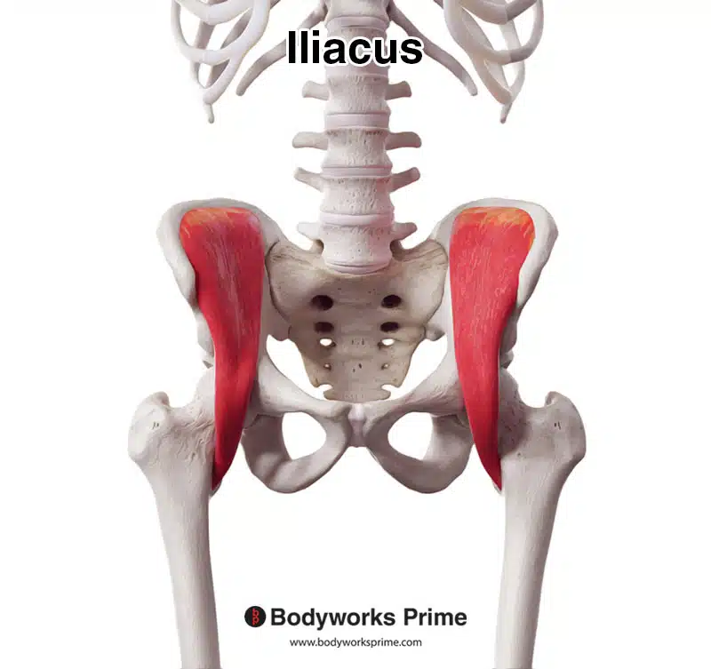 <p>Origin: iliac fossa; ala of the sacrum </p><p>Insertion: lesser trochanter of the femur </p><p>Innervation: femoral n. </p>