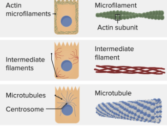 <p>provides structure/support to the cell; network of fibers, involved in cell movement</p><ul><li><p>prokaryote and eukaryote</p></li><li><p>both in plant/animal cells</p></li></ul><p></p>