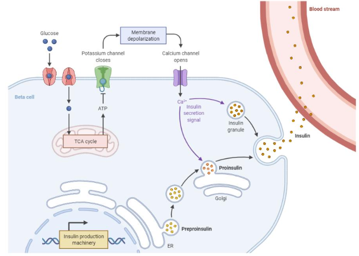 <p>How do cells sense and respond to glucose? (4 points)</p>