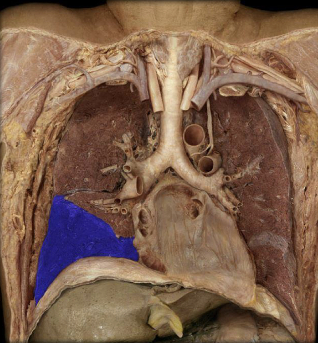 What structure is highlighted in blue?