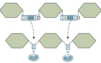 <ul><li><p><span><strong>Assembly of macromolecules&nbsp;</strong></span></p></li><li><p><span>Removal of an -OH from one reactant and -H from another reactant&nbsp;</span></p></li><li><p><span>The -OH and -H form H2O, while the two reactants join together forming a covalent bond&nbsp;</span></p></li><li><p><span><strong>Type of Anabolic Reaction: </strong>Used to assemble small molecules together into larger ones&nbsp;</span></p></li></ul><p></p>