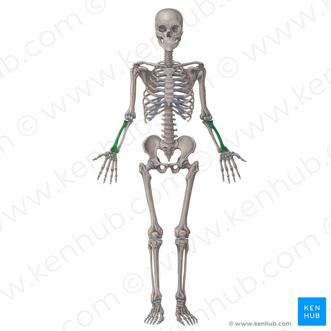 <p>What bone is this?</p>