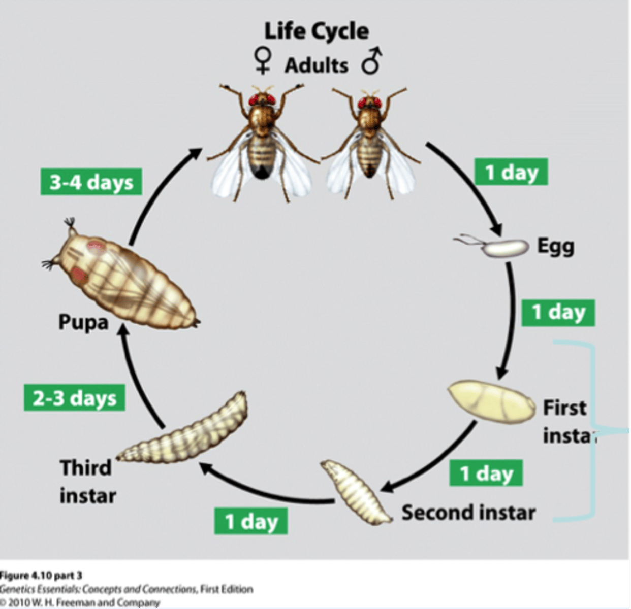 <p>The larval insect developmental stage, one of the three larval stages of insect development</p>