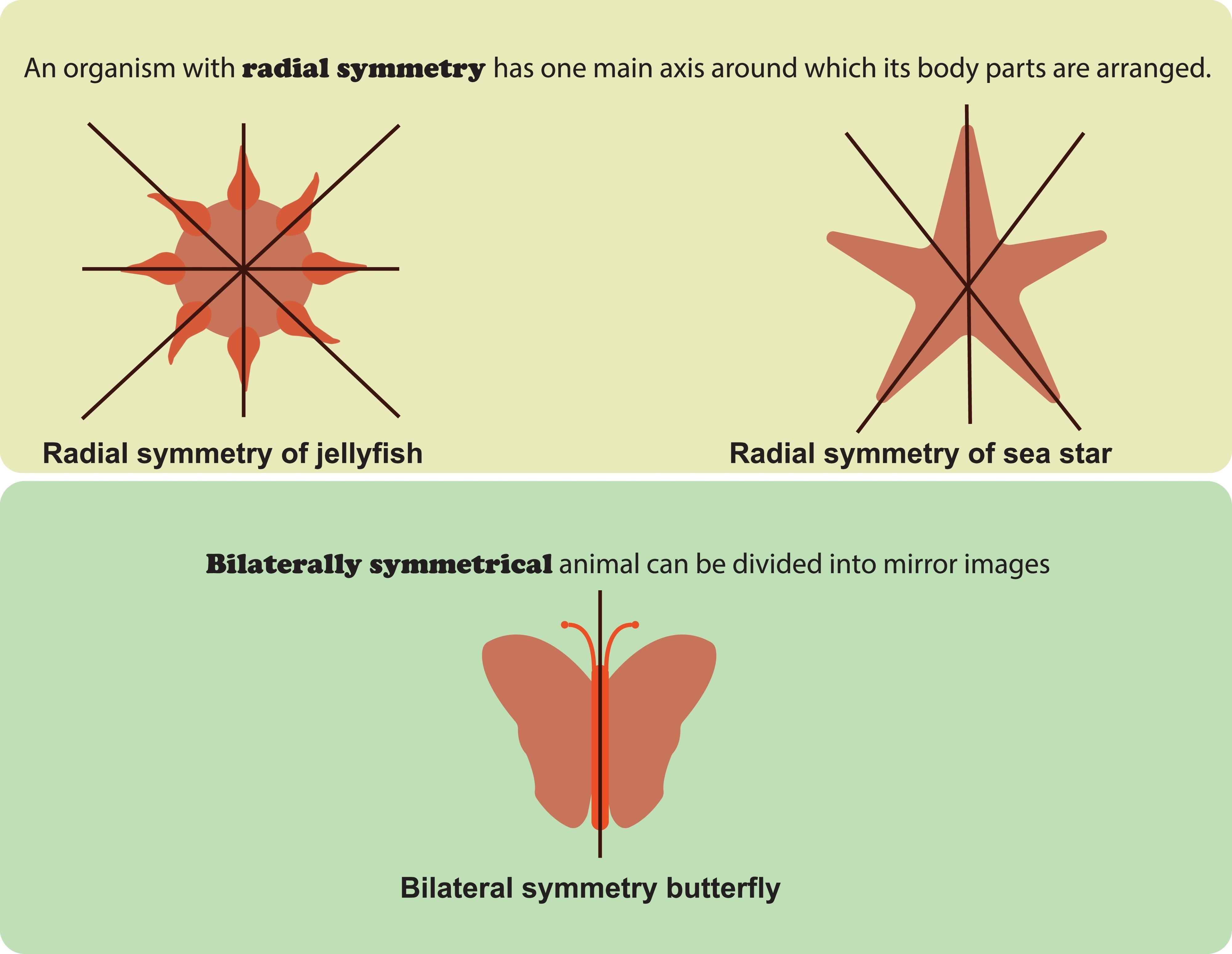 <p>Radial Symmetry</p>
