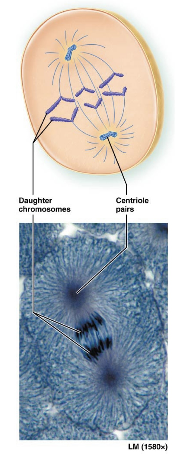 <p>What happens in Anaphase?</p>