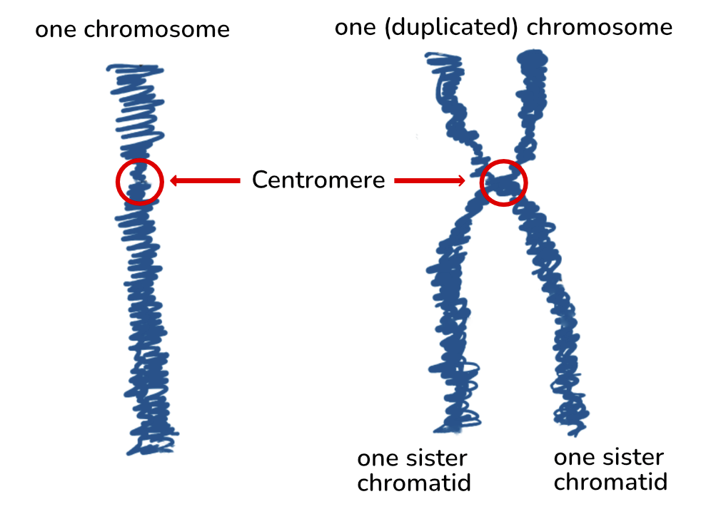 <ul><li><p>single-stranded: does not typically exist in living cells, the term refers to a single-stranded DNA, which is a DNA molecule consisting of one chain of nucleotides instead of the usual double helix</p><ul><li><p>important for DNA REPLICATION</p></li></ul></li><li><p>double-stranded chromosome: chromosomes composed of two identical sister chromatids joined at the centromere, which occurs after DNA replication in preparation for cell division</p></li></ul><p></p>