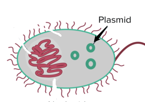<p>Many prokaryotes also <strong>carry small</strong>, <strong>circular DNA molecules</strong> called _____ , which are distinct from the chromosomal DNA and can provide genetic advantages in specific environments. </p>