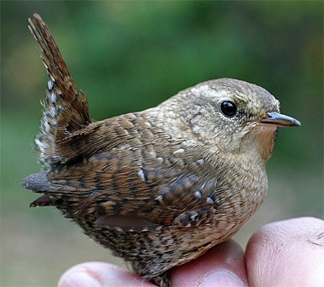 <p>Winter Wren</p>