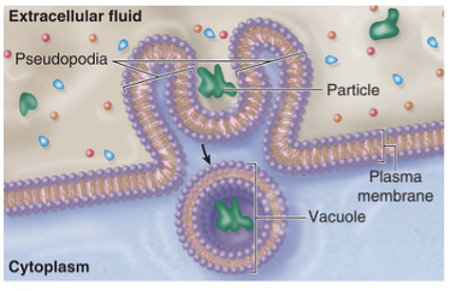 <p>What are the steps of phagocytosis? (6)</p>