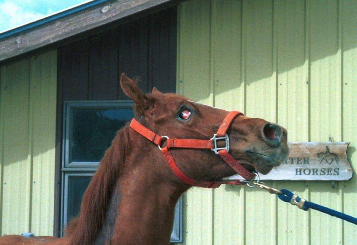 <p><span><strong><em><span>Caused by: </span></em></strong></span></p><ul><li><p><span><mark data-color="blue" style="background-color: blue; color: inherit;"><span>Clostridium tetani</span></mark></span></p></li></ul><p></p><p><span><strong><span>Susceptible species:</span></strong></span></p><ul><li><p><span><span>In all species</span></span></p></li><li><p><span><mark data-color="red" style="background-color: red; color: inherit;"><span>Humans and horses more susceptible</span></mark></span></p></li><li><p><span><span>Stivkrampe i menneske!!</span></span></p></li></ul><p></p><p><strong>Transmission:</strong></p><ul><li><p><span><mark data-color="red" style="background-color: red; color: inherit;"><span>Spores of C.tetani are everywhere</span></mark><span> in the environment, including soil, dust, and manure.</span></span></p></li><li><p><span><span>The spores </span><mark data-color="red" style="background-color: red; color: inherit;"><span>develop into bacteria when they enter the body.</span></mark><span> </span></span></p></li><li><p><span><span>Usually introduced through deep wounds.</span></span></p></li></ul><p></p><p><span><strong><span>Epizootology:</span></strong><span> Worldwide</span></span></p><p></p><p><span><strong><span>Clinical signs:</span></strong></span></p><ul><li><p><span><span>Serious bacterial disease affecting the nervous system, leading to </span><mark data-color="red" style="background-color: red; color: inherit;"><span>painful muscle contractions of jaw and neck muscles.</span></mark></span></p></li><li><p><span><span>Starts in the jaw and progress to the rest of the body.</span></span></p></li></ul><ul><li><p><span><span>Tetanic muscle spasms</span></span></p></li><li><p><span><mark data-color="red" style="background-color: red; color: inherit;"><span>Tachycardia and tachypnoea</span></mark></span></p></li><li><p><span><mark data-color="red" style="background-color: red; color: inherit;"><span>Fever, sweating, headache, trouble swallowing</span></mark></span></p></li><li><p><span><span>Difficult to chew food – lockjaw</span></span></p></li><li><p><span><span>Protrusion of third eyelid</span></span></p></li><li><p><span><mark data-color="red" style="background-color: red; color: inherit;"><span>80% mortality</span></mark></span></p></li></ul><p></p><p><strong>Pathology:</strong></p><ul><li><p><span><span>Caused by </span><mark data-color="red" style="background-color: red; color: inherit;"><span>neurotoxins</span></mark><span>, released when bacteria undergo autolysis.</span></span></p></li><li><p><span><span>Toxin binds to acetylcholinesterase, so it is not able to break down acetylcholine → </span><mark data-color="red" style="background-color: red; color: inherit;"><span>muscular spastic paralysis.</span></mark></span></p></li></ul><p></p><p><strong>Diagnosis:</strong></p><ul><li><p><span><span>Anamnesis and clinical findings.</span></span></p></li><li><p><span><mark data-color="red" style="background-color: red; color: inherit;"><span>Tetanus toxin demonstrated in serum</span></mark></span></p></li></ul><p></p><p><span><strong><span>Treatment:</span></strong></span></p><ul><li><p><span><span>Antitoxin, wound care, penicillin and supportive care.</span></span></p></li><li><p><span><span>vaccination</span></span></p></li></ul><p></p>