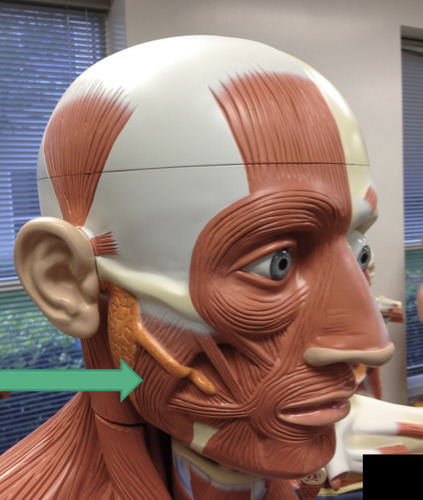 helps close the jaw