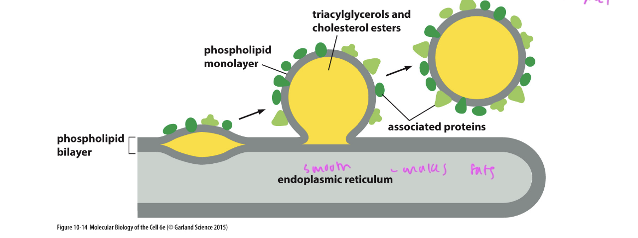 <p>a droplet forms off of the phospholipid bilayer of the smooth ER</p>