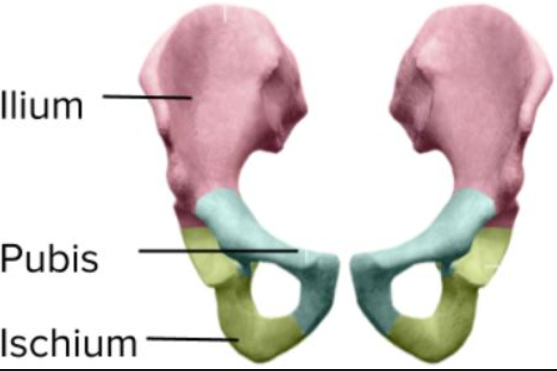 <p>Pelvic girdle</p>