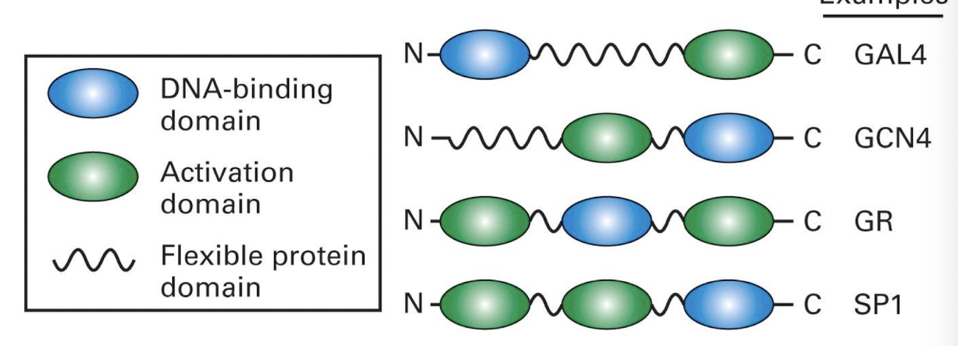 <ul><li><p><strong>Comprised of a:</strong></p></li><li><p><strong>DNA-binding domain - interacting with <u>specific DNA sequences</u></strong></p></li><li><p><strong>Activation domain - interacts with <u>other proteins</u> to stimulaate transcription from a nearby promoter</strong></p></li></ul><p></p>