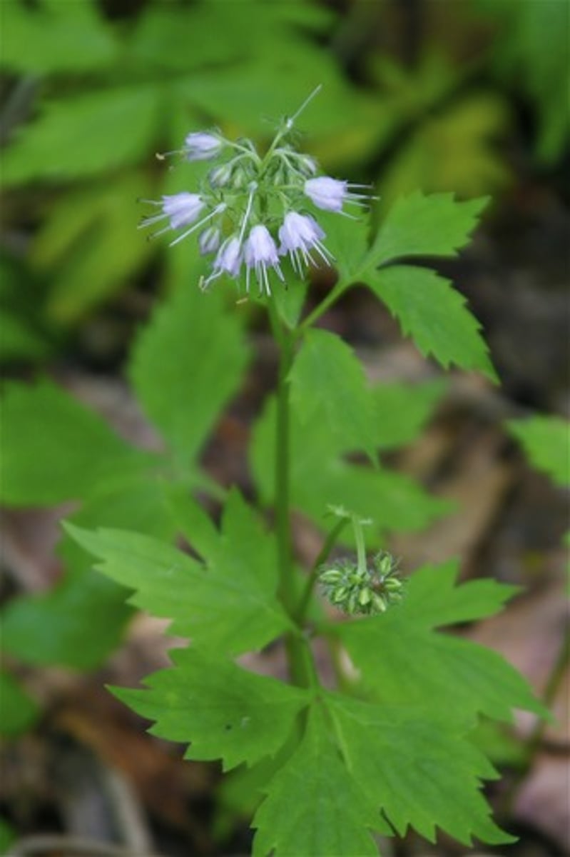 <ul><li><p>light spots on pinnate leaves</p></li><li><p>one-sided cyme (spiral inflorescence)</p></li><li><p>hairy</p></li></ul><p>Species </p>