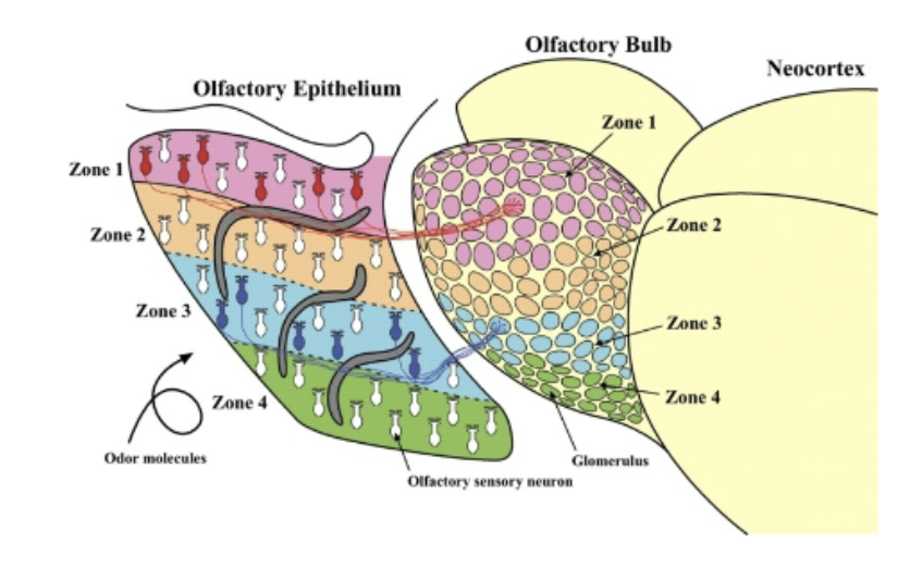 <p> a particular zone of the epithelium</p>