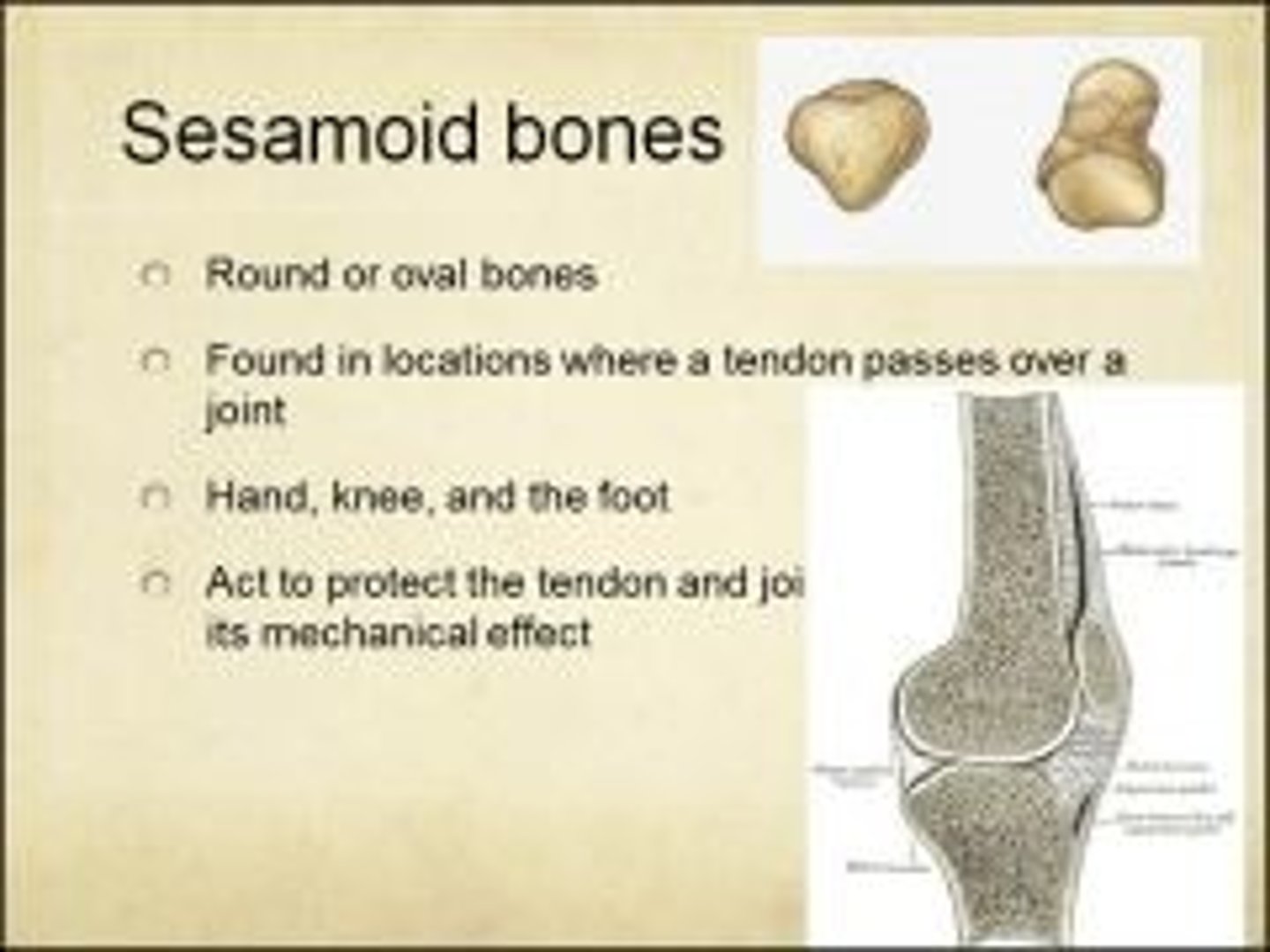 <p>Inside tendons near joints in the knees, hands, and feet</p>
