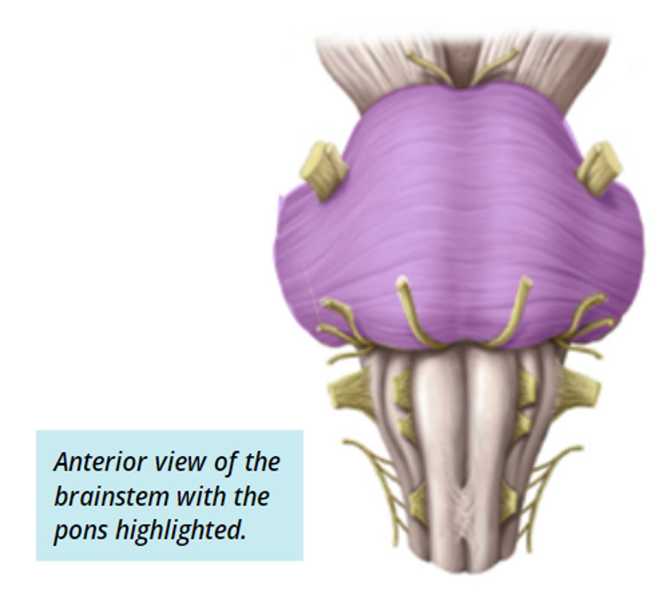 <p>- structure in the middle of the brainstem</p><p>- located anteriorly to the 4th ventricle and the cerebellum</p><p>- pons have fibres connecting it to the cerebellum, allowing for communication between the 2 structures </p><p>- the red extends fully back </p><p>- the little bump is the 4th ventricle</p>
