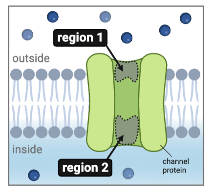<p>Which types of ions could diffuse through this channel?&nbsp; Select <strong>all<em>&nbsp;</em></strong>that apply.</p><ul><li><p><span>a. <strong>K<sup>+</sup></strong></span></p><p></p></li><li><p><span>b. <strong>Na<sup>+</sup></strong></span></p><p></p></li><li><p><span>c. <strong>Ca<sup>2+</sup></strong></span></p><p></p></li><li><p><span>d. <strong>Cl<sup>-</sup></strong></span></p><p></p></li><li><p><span>e. <strong>HCO<sub>3</sub><sup>-</sup></strong></span></p></li></ul><p></p>