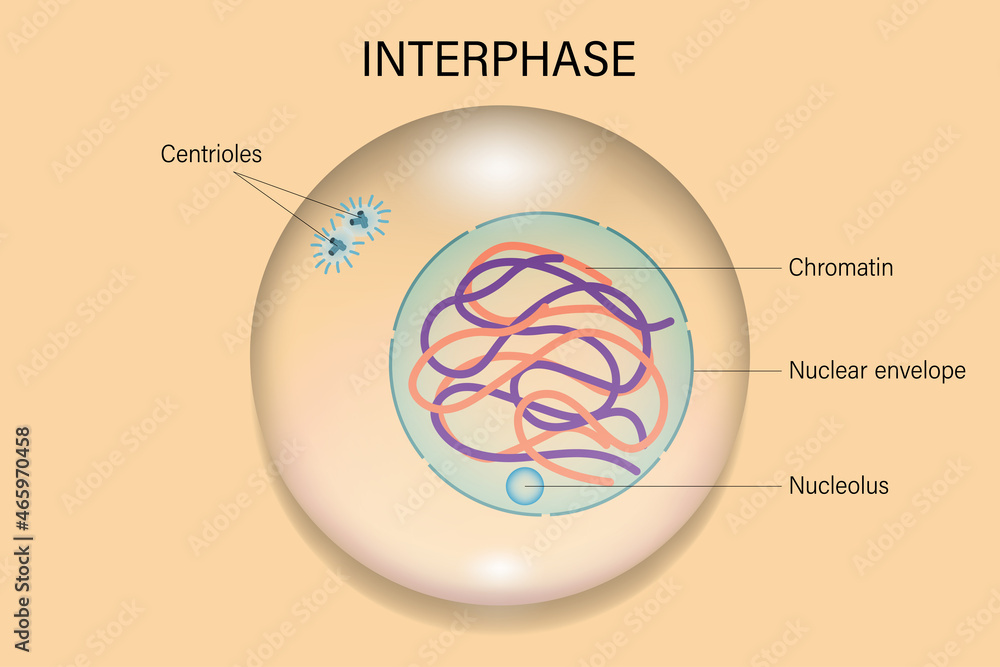 <ul><li><p>happens before mitosis </p></li><li><p>enlargement of cells</p></li><li><p>duplication of DNA</p></li><li><p>this phase of cell is getting ready to divide </p></li></ul><p></p>