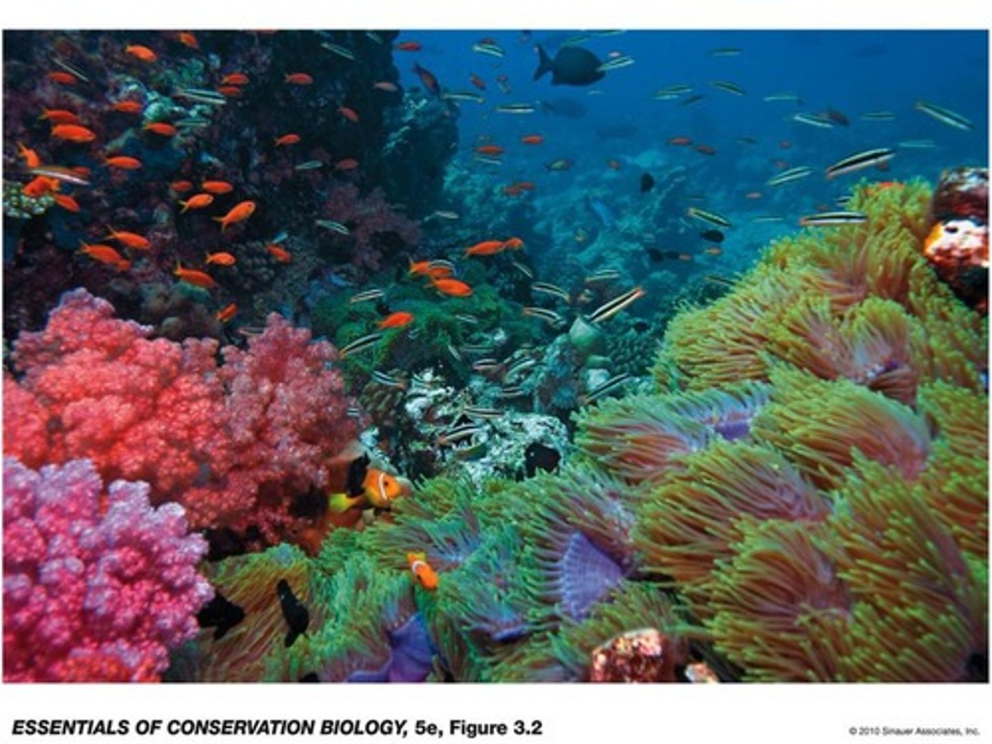 <p>Coral reefs are the most species-rich portion of the ocean, housing 1/3 of marine fish species despite covering only 0.1% of the ocean surface area.</p>