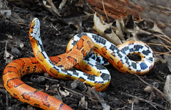 <p>This snake is not able to right itself. What are the clinical signs suggesting?</p>