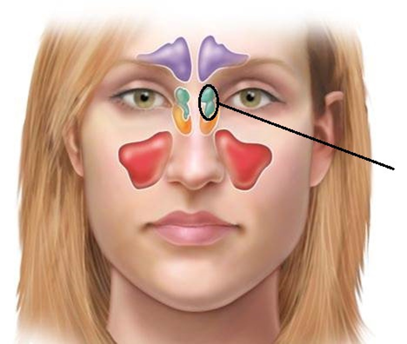 <p>numerous cavities within the ethmoid bone</p>